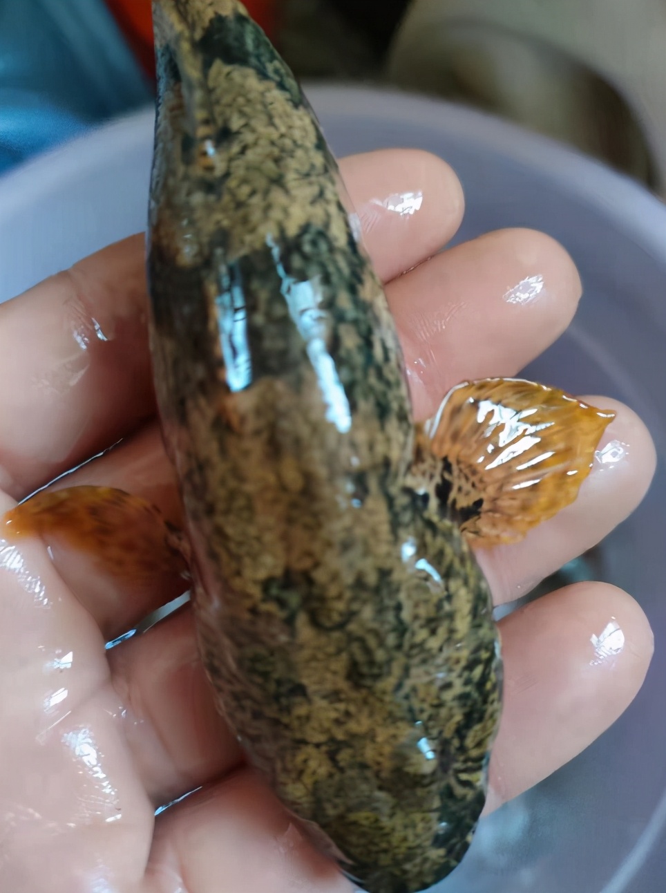 小型凶残食肉鱼,盘点小型食肉鱼