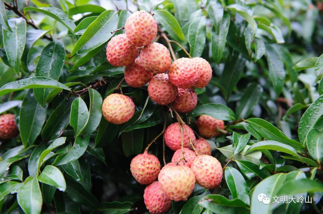 东莞大岭山镇：湾区制造名镇，再来一场文化突围