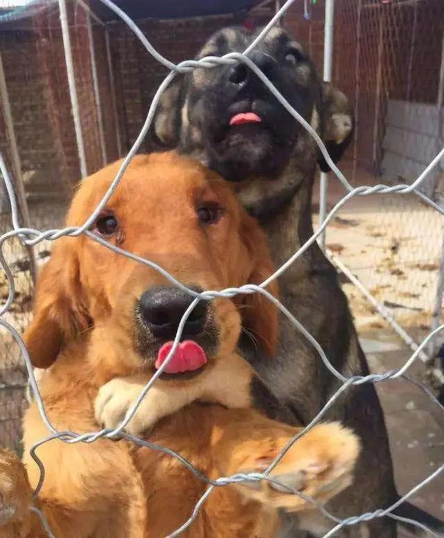 狗狗喜欢舔人，但是舔这6个地方，其实是有话跟你说