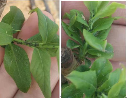 蓝莓虫害最佳防治时间,蓝莓常见虫害及防治知识回答