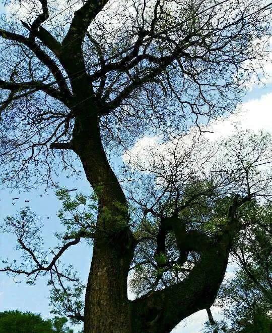 植物百科知识大全儿童,植物百科app