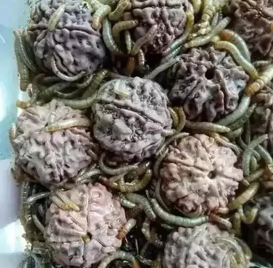 手串有白色小虫子,手串长虫子是什么原理