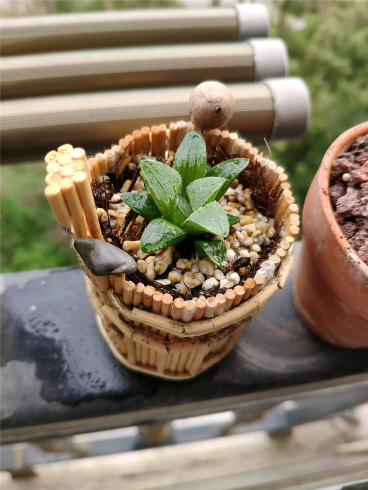 养多肉用什么样的镊子,高手在民间种多肉