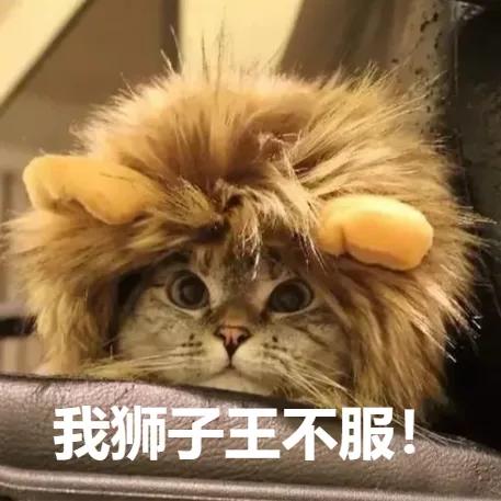 黄鼠狼在超市偷东西,黄鼠狼超市偷火腿肠