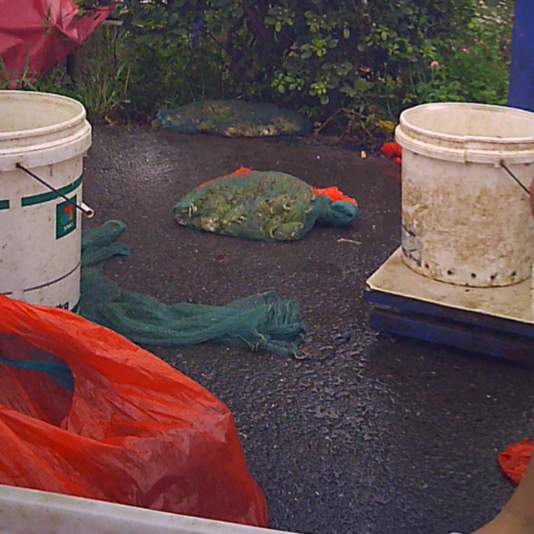 宝宝长痱子吃蛇肉有用吗,小孩长痱子吃蛇有用吗