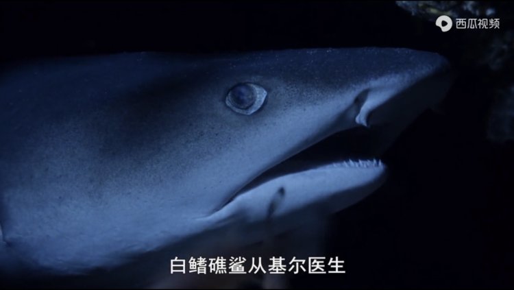 豆瓣9.3分纪录片美国,豆瓣9.8分的纪录片有哪些