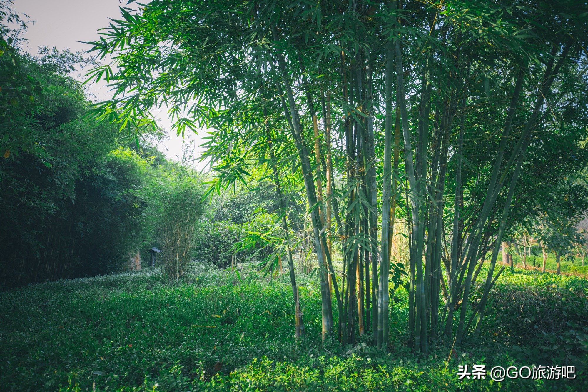 嘉鱼县山湖温泉攻略,嘉鱼山湖温泉免费预约时间