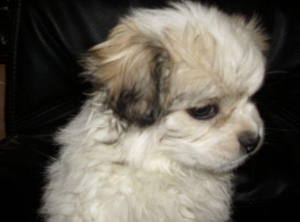 狗翻肠有什么说法,狗翻肠什么意思