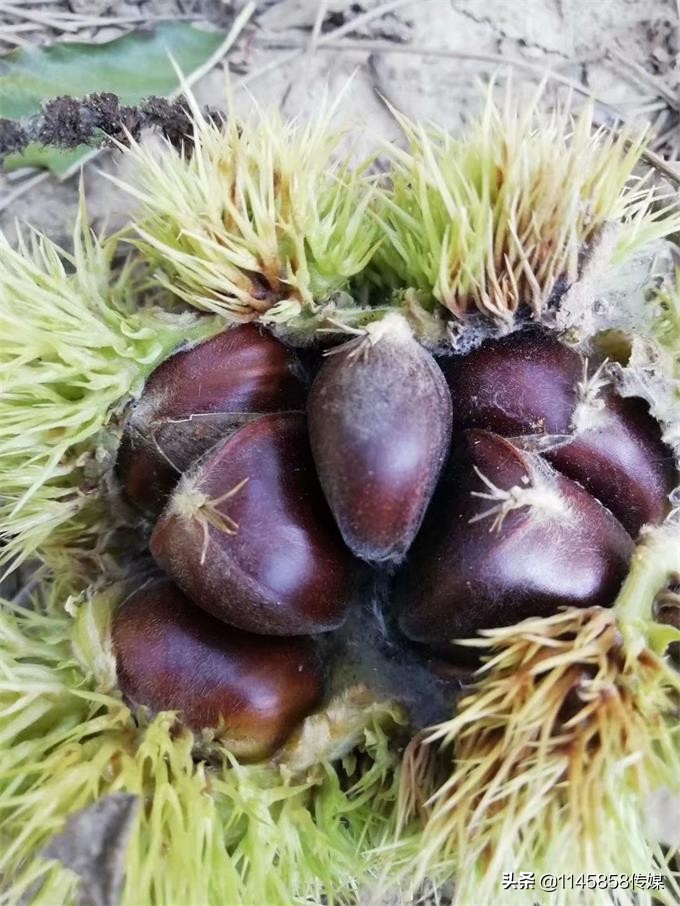 冬季蓟县梨木台农家院,天津蓟县梨木台农家院推荐