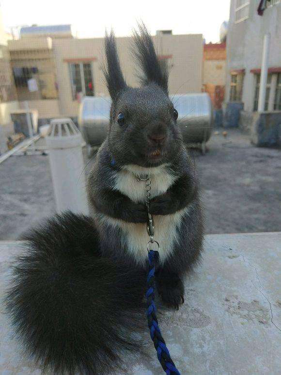 养了一只魔王松鼠的视频,养一只魔王松鼠