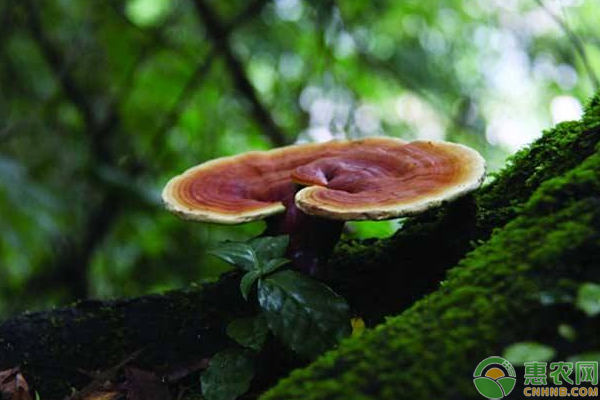 室内灵芝种植方法和技术,室内种植灵芝如何防虫蛀