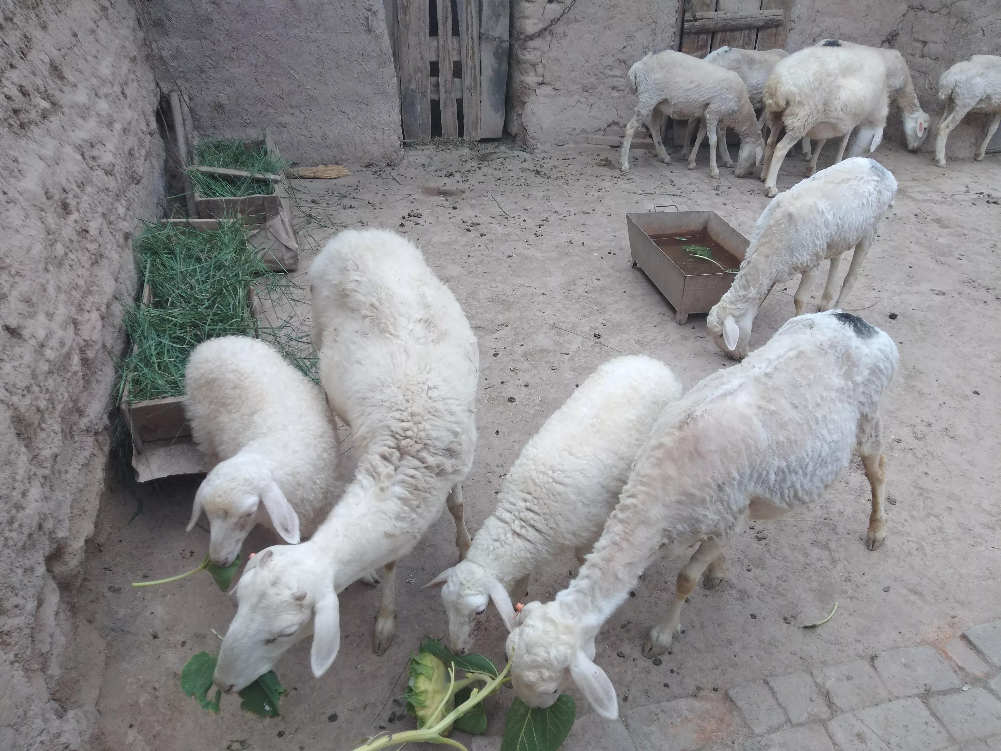 养羊人赚钱吗,养羊人的下场