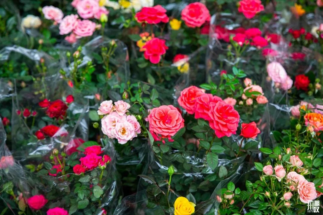 深夜去广州的花卉市场买花,如何逛斗南花卉市场买花便宜