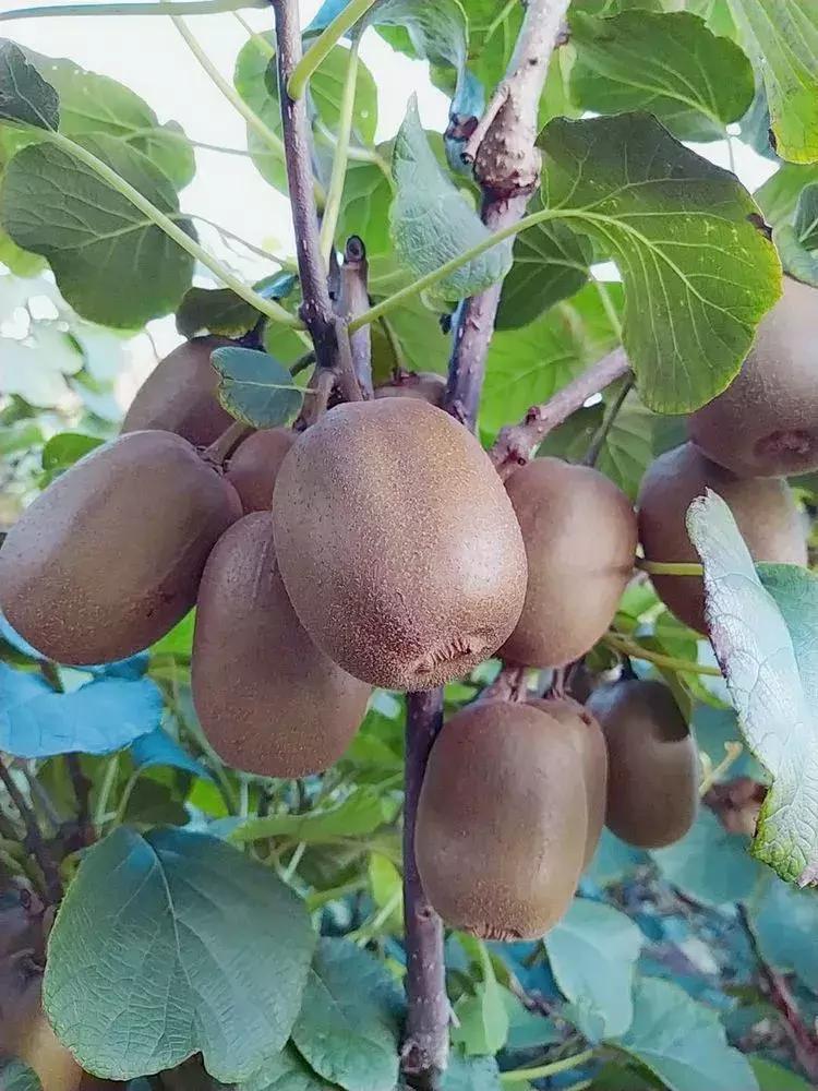 山东7月份有哪些水果可以采摘,山东10月份有什么水果可以采摘