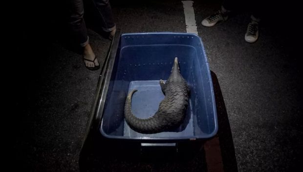 我是成都人,还能吃兔头吗?我妈常做奶汤野生鲫鱼,能吃不……牛蛙、火鸡、竹鼠,这些还能再吃吗?