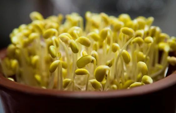 蔬菜发芽还能吃吗,蔬菜发芽了还能买吗