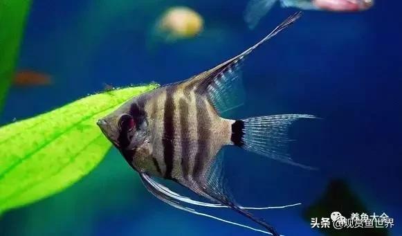 古人养鱼有哪些禁忌,古人是怎么养鱼的