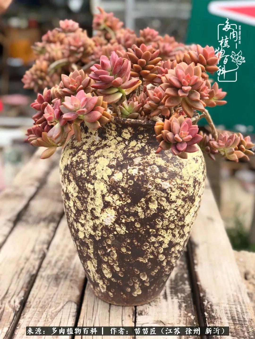 多肉之江湖：众肉友们，修仙渡劫几何了？