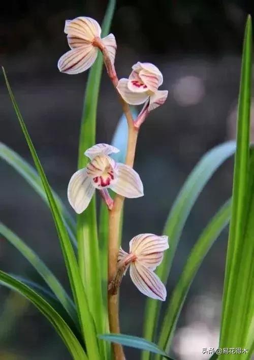 兰花春兰四大名品,兰花十大名品是哪些