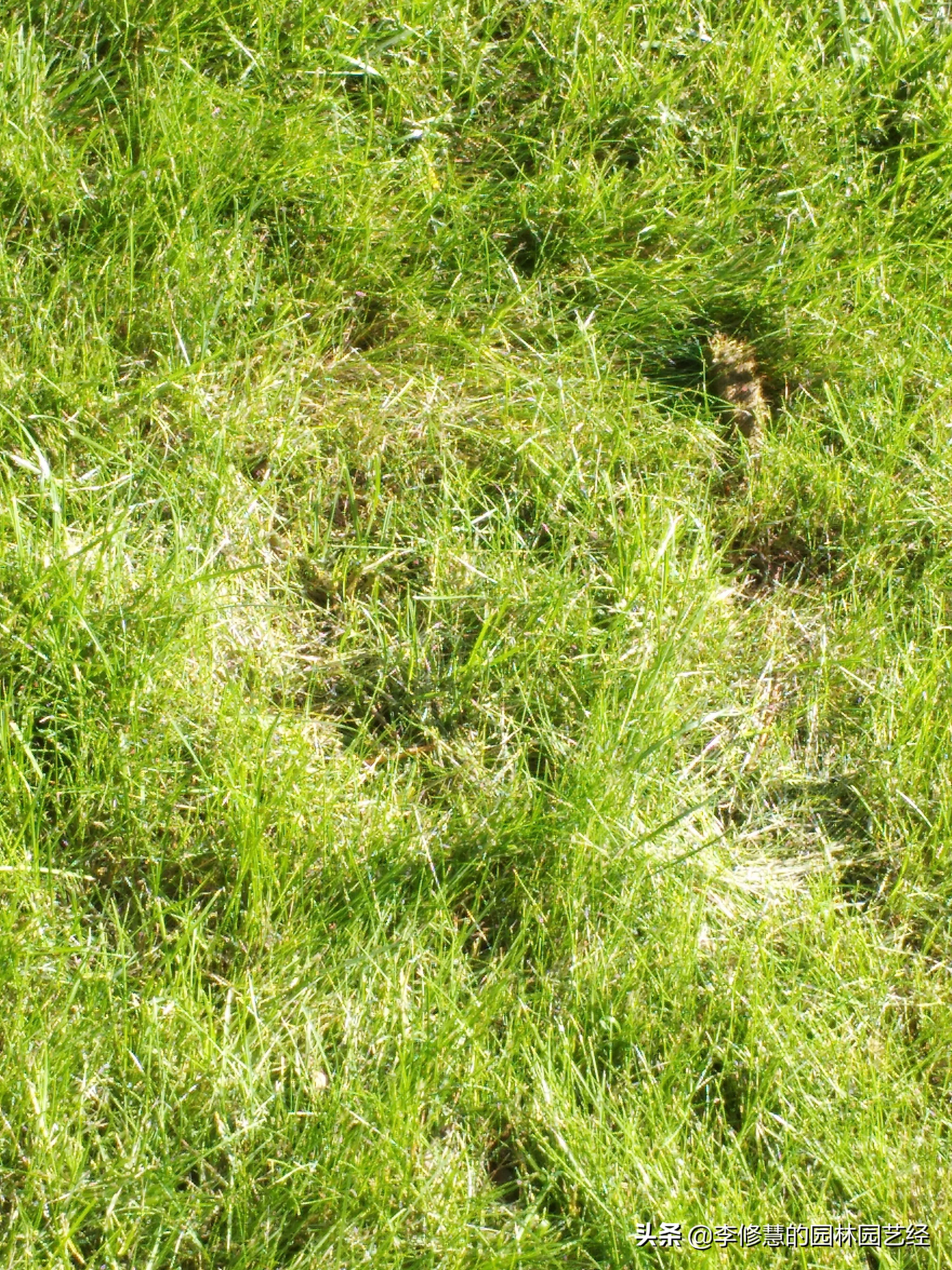 草坪怎么种植打理,草坪如何修剪