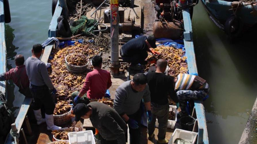 青岛海星泛滥成灾海星能吃吗,青岛入侵海星已供不应求