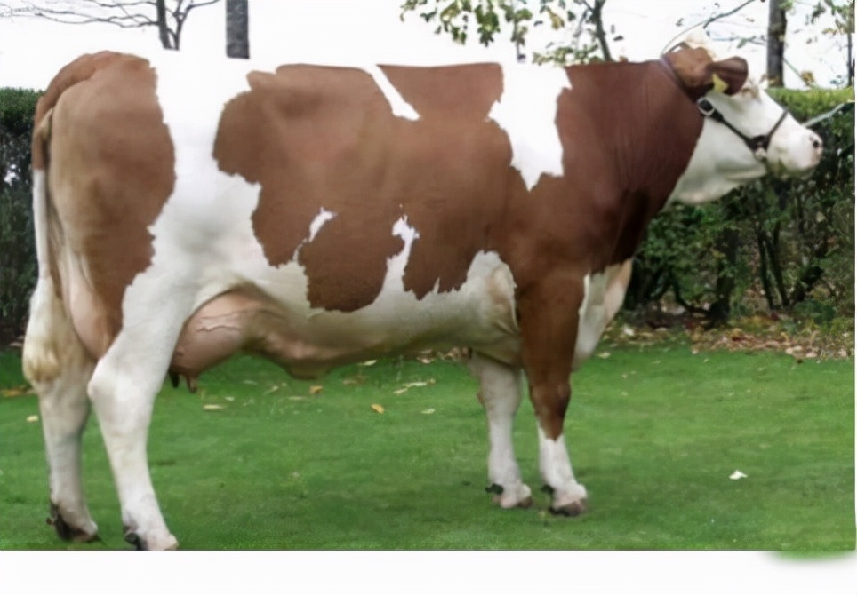 母牛预混料小牛能用吗,育肥牛预混料和母牛预混料的区别