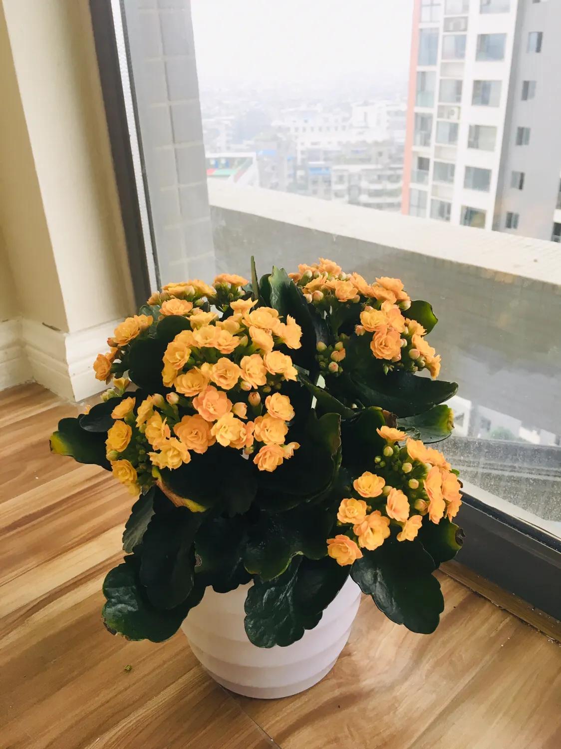 鎬ф牸缂虹偣鏀瑰杽,鍐呭悜鎬ф牸鐨勪紭鐐瑰拰缂虹偣