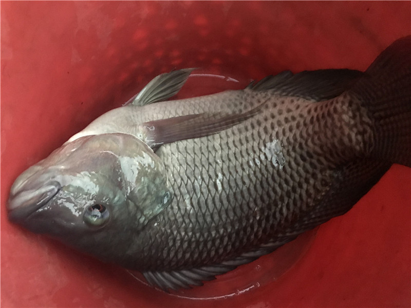 深秋鱼难钓,为什么秋冬季节鱼儿不好钓