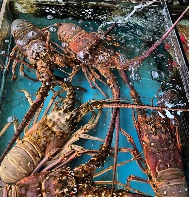 深圳年货批发市场进货渠道,深圳宝安区年货批发市场