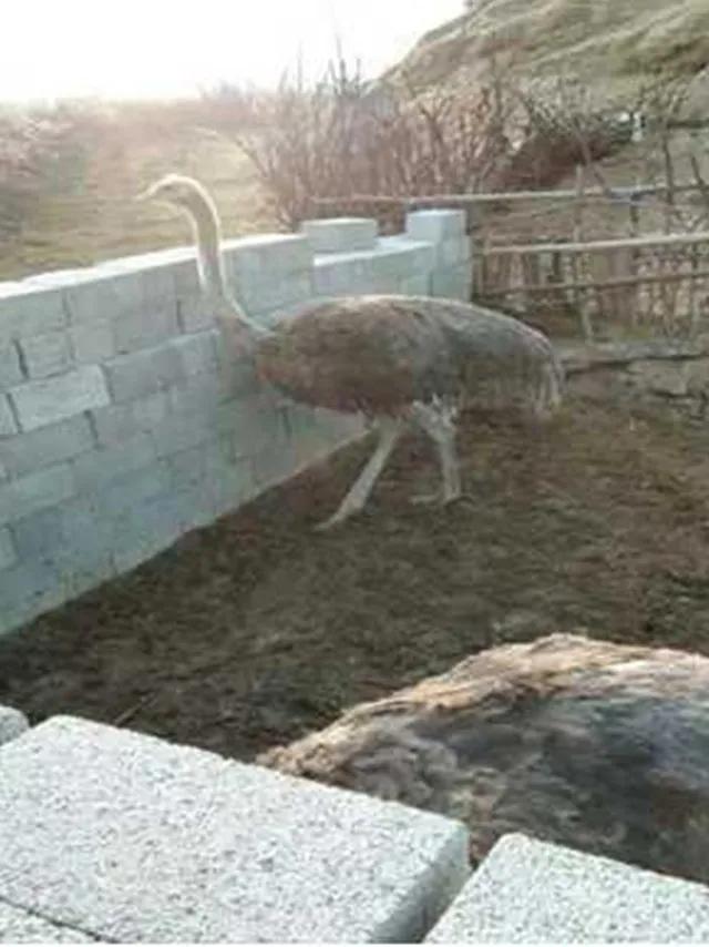 90后夫妻养殖致富,00后创业养殖鸵鸟