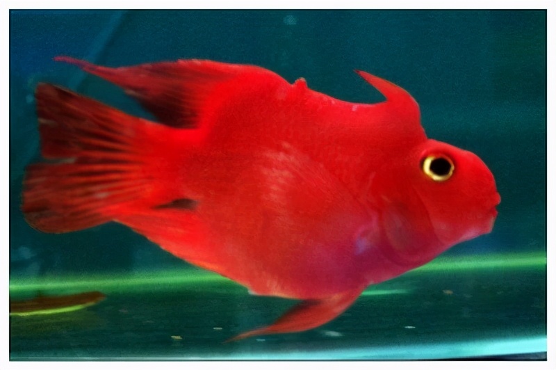 鹦鹉鱼最佳观赏鱼,观赏鱼鹦鹉鱼如何饲养教程