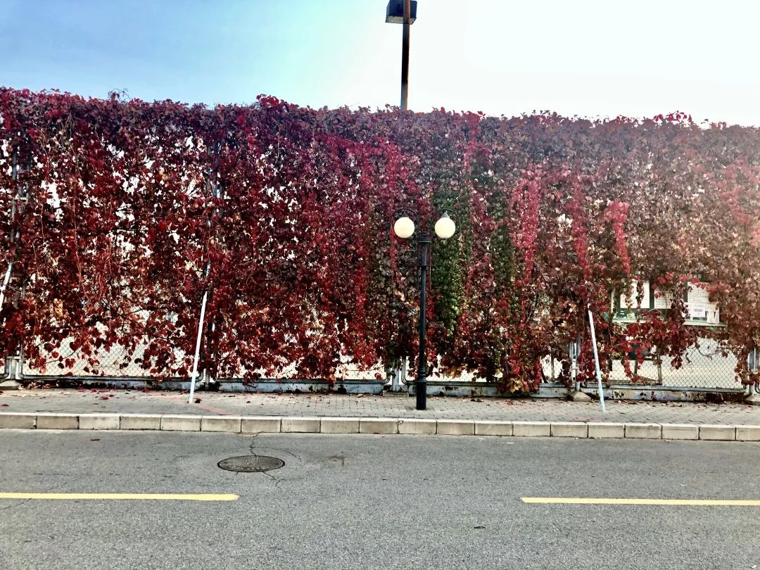 爬山虎的脚课文的优美词汇,爬山虎的脚是几年级课文