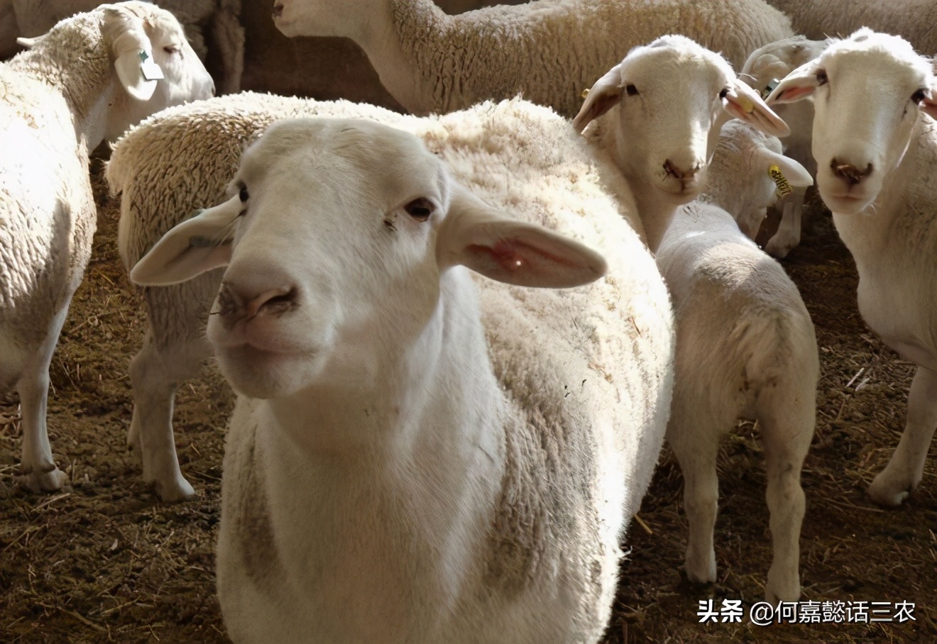 养羊卖羊挣钱吗,养羊是圈养挣钱还是散养挣钱