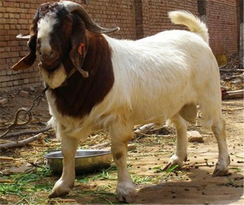 海南养羊赚钱吗,内蒙养羊赚钱吗