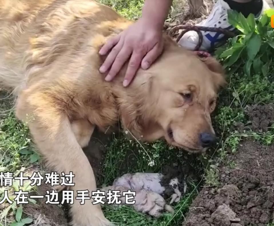 金毛生小狗难产,金毛幼犬细小死了