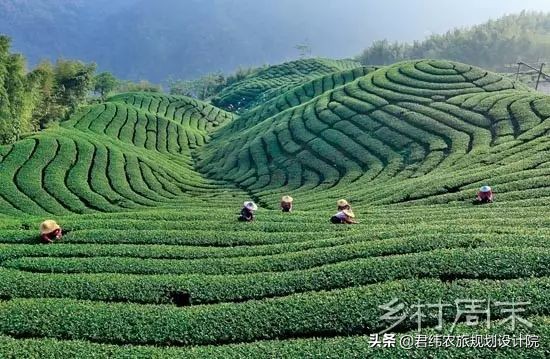 搞茶旅游，别太农业、太专业、太茶叶，我们告诉你为什么