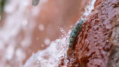 豆瓣9.6！娃刷到停不下来，还能看出人生大道理