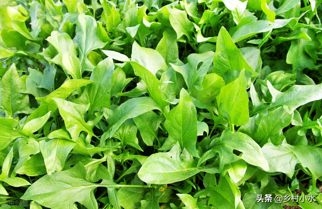 菜农种蔬菜最怕什么,蔬菜种植最怕什么