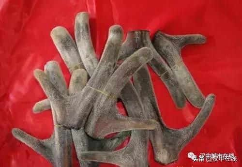 陕西汉中市宁强县能不能养梅花鹿,汉中梅花鹿基地