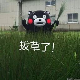 青汁是交智商税吗,青汁酵素很贵吗