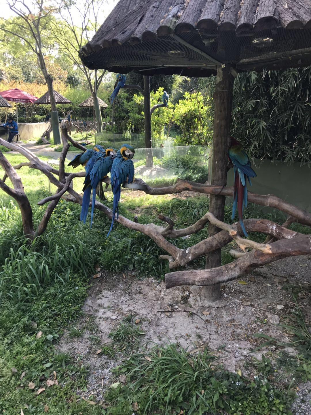 上海野生动物园太阳广场节目安排,上海野生动物园建议游玩时间