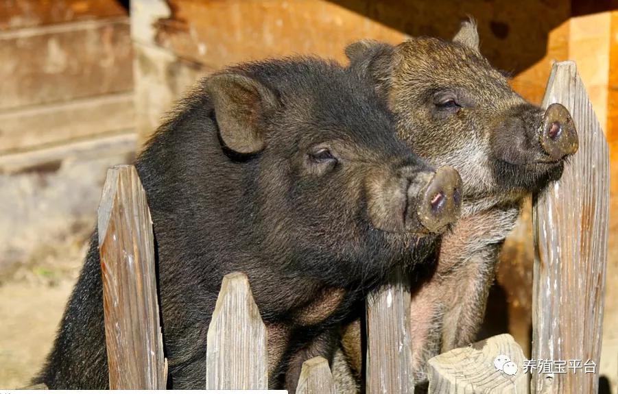 怎样预防猪群咬架,育肥猪咬架原因及解决方法
