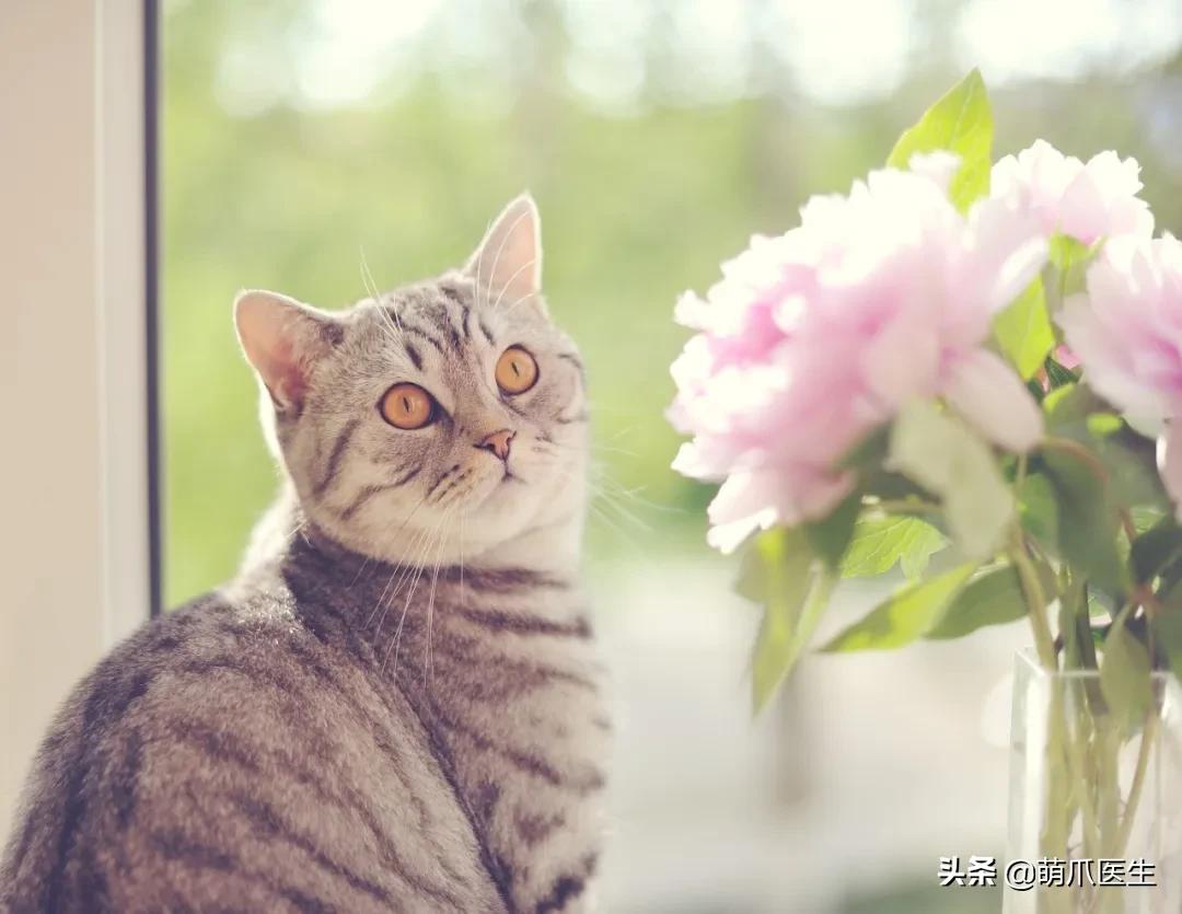 养了猫还适合养鹦鹉吗,养了猫还能养松鼠吗