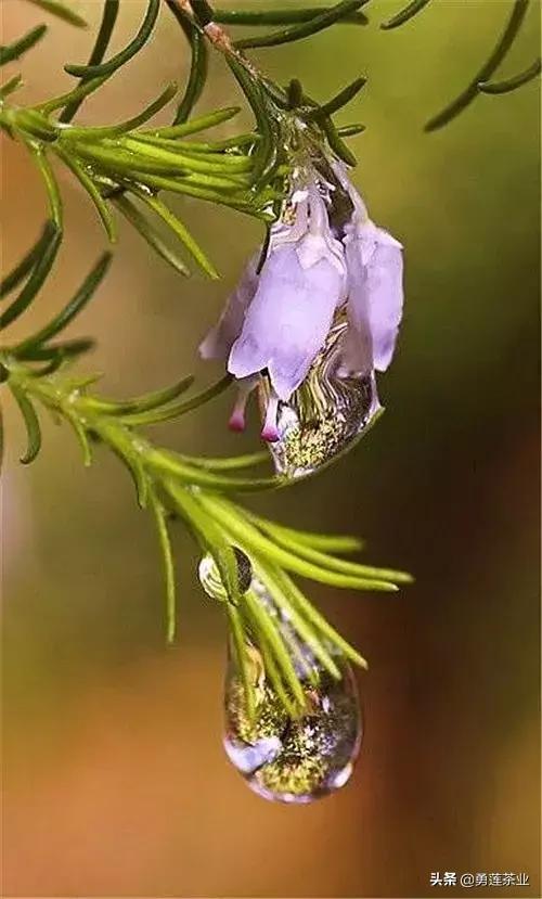 乳名，叫小咩咩，回到红花苑豪华公寓