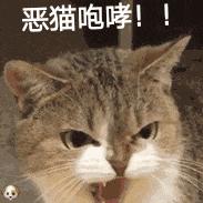 猫咪也会生气的视频,猫咪生气发怒哈气是怎么发出的