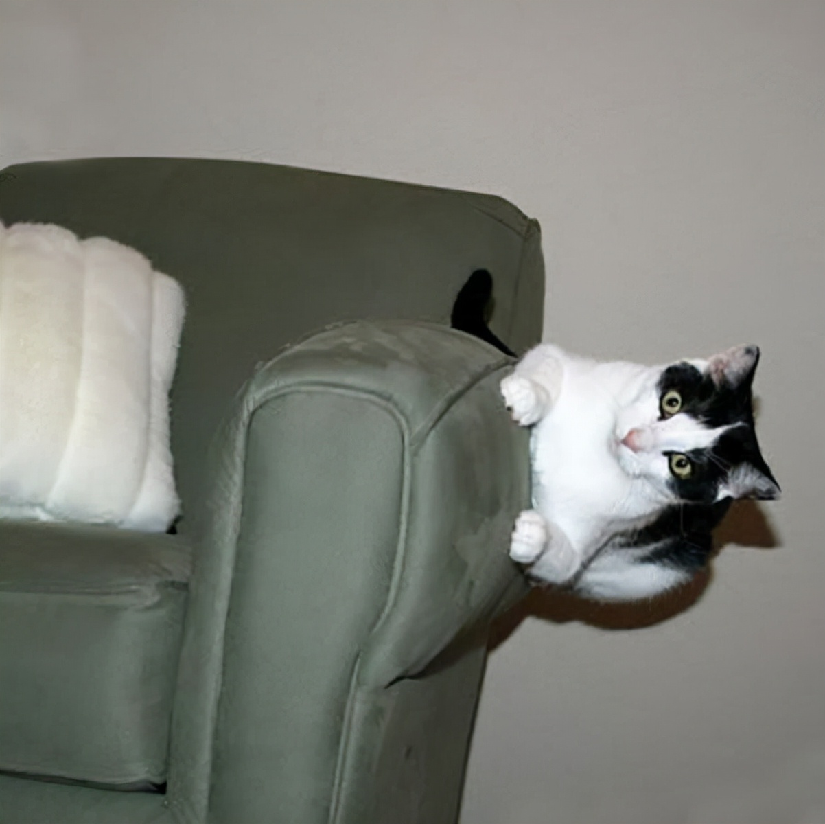 60个脑洞大开的真实照片，安装钛钢牙的军犬，拿破仑私人用的手枪