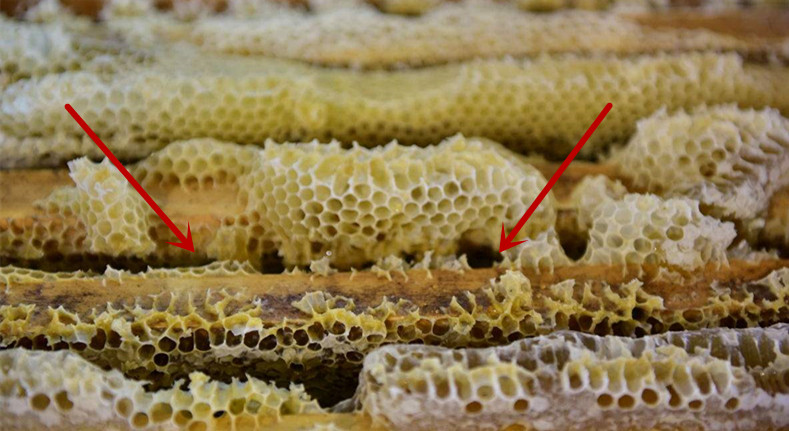 蜂胶和大蒜油哪个抗菌抗癌好,蜂胶价格为什么差这么多