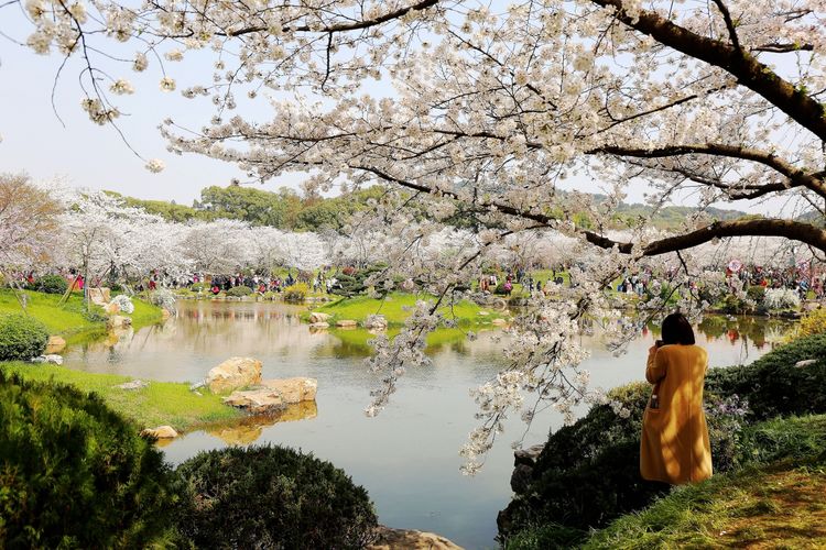 鑻遍泟褰掓潵妯辫姳鏈夌害,妯辫姳鐩涘紑鑻遍泟褰掓潵瀹屾暣瑙嗛