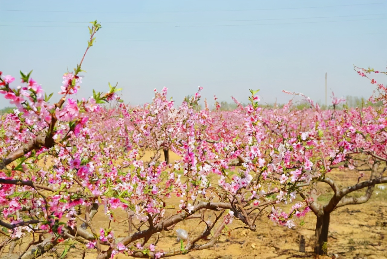 霸州踏青,霸州附近看花踏青好去处
