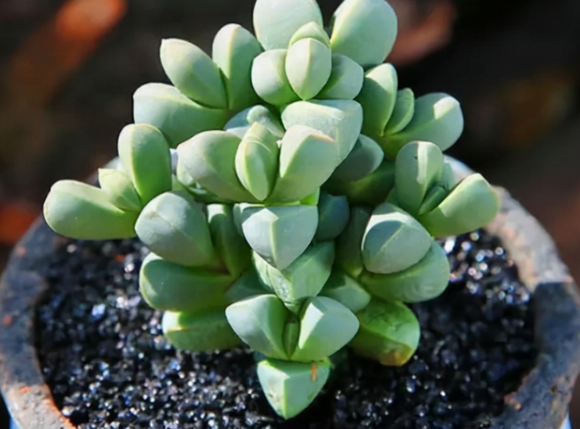 稀有奇特进口多肉,家里养着五种常见多肉